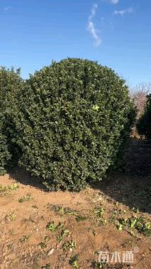 冠幅180厘米大叶黄杨球