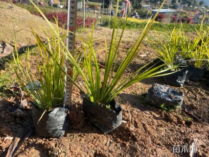 高度25厘米金叶石菖蒲