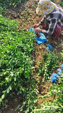 高度50厘米卫矛