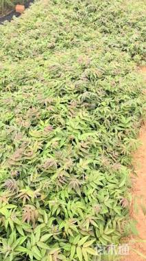 高度40厘米香椿小苗