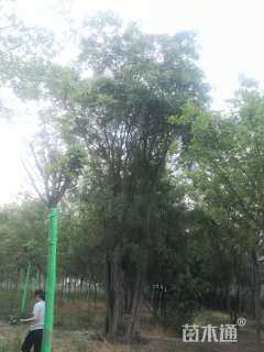 80公分皂荚