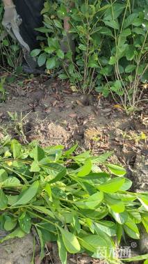 高度40厘米大叶栀子