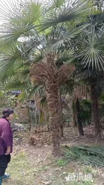 裸干高40厘米棕榈