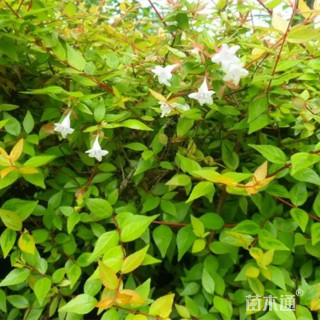 高度50厘米六道木