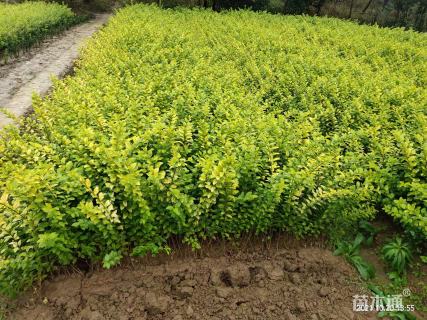 冠幅100厘米金叶女贞球