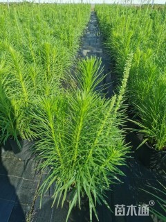 高度100厘米蛇鞭菊