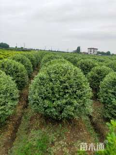 高度120厘米水蜡