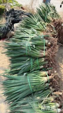 高度15厘米剑麻