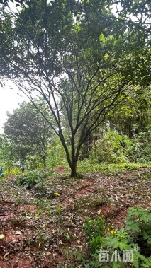 10公分柚子树