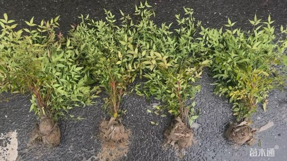 高度40厘米南天竹小苗