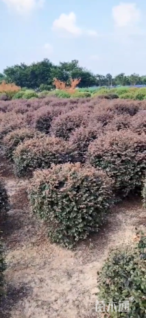 冠幅120厘米红花继木球