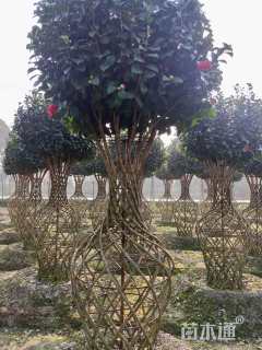 高度200厘米茶花