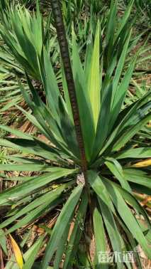 高度40厘米剑麻