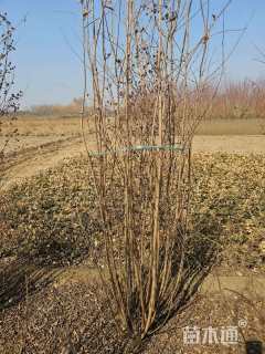 高度120厘米丛生红花紫薇