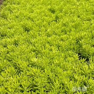 高度25厘米佛甲草