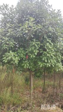 8公分高杆红叶石楠