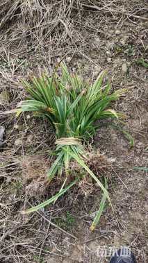 高度30厘米金边麦冬