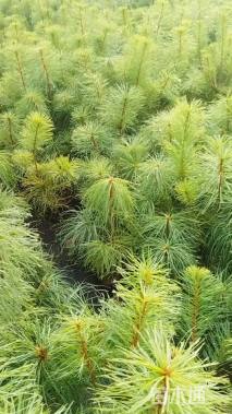 高度30厘米华山松