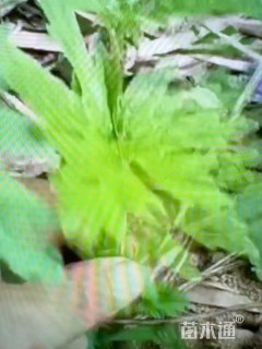 高度35厘米益母草