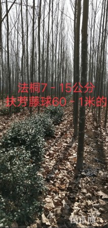 主蔓长100厘米扶芳藤球
