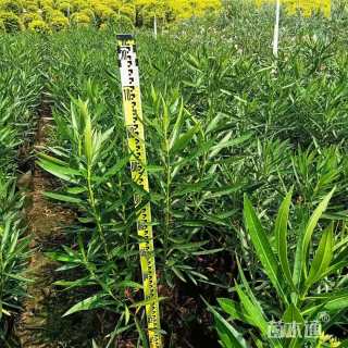 高度180厘米夹竹桃