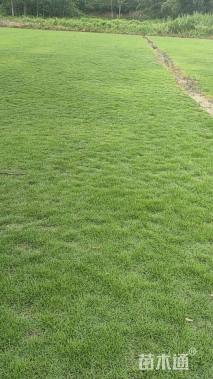 草块状草皮