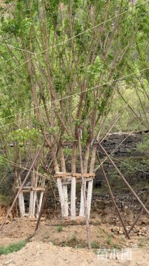 高度800厘米丛生五角枫