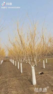 4公分矮杆金枝槐