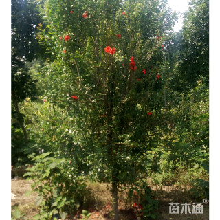 高度200厘米花石榴