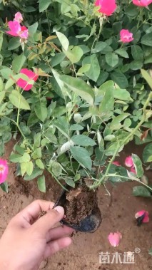 高度30厘米丰花月季