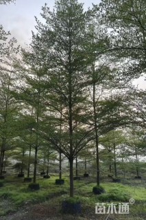 15公分细叶榄仁