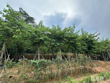 12公分红花羊蹄甲