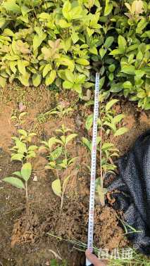 高度40厘米四季桂小苗