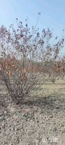 高度150厘米红叶榆叶梅