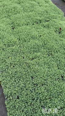 高度6厘米中华景天