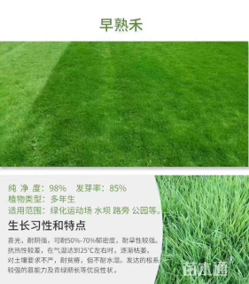 波斯菊种子