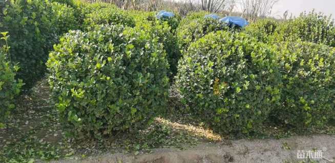 冠幅100厘米卫矛球