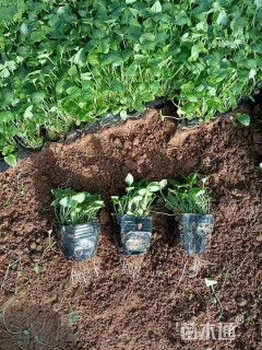 高度20厘米紫花地丁