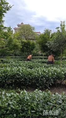 10公分中国红枫