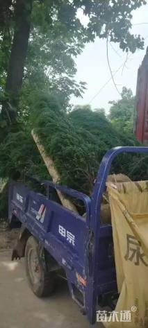 高度150厘米刺柏