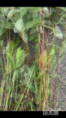 高度30厘米金丝桃