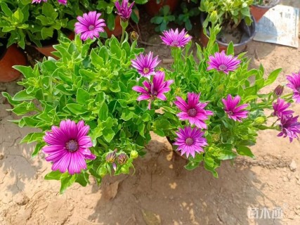 高度25厘米南非万寿菊