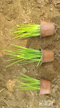 高度25厘米水生鸢尾