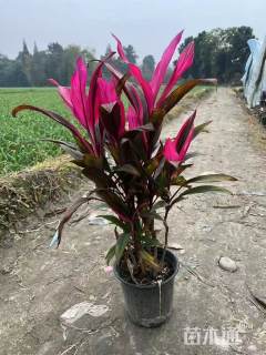 高度50厘米红叶朱蕉