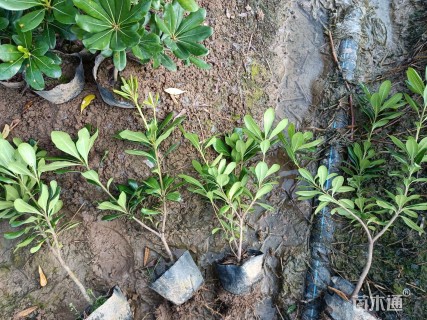 高度30厘米海桐