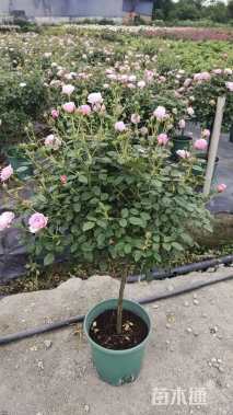 高度180厘米月季