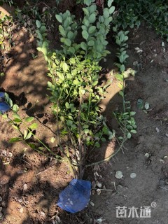 高度50厘米卫矛