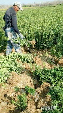 高度60厘米大叶黄杨
