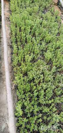 高度15厘米千屈菜