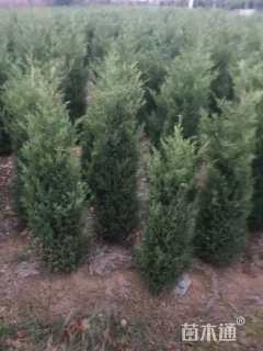 高度150厘米塔柏